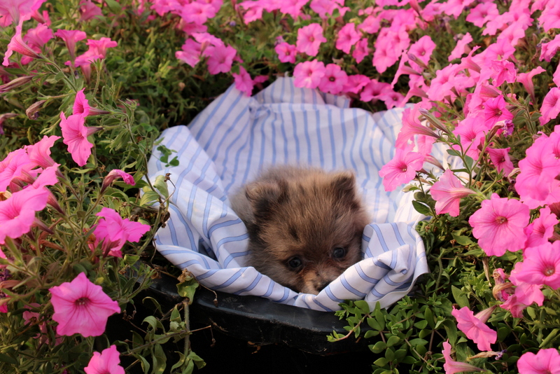 puppy, for, sale, Pomeranian, Matthew B. Stoltzfus, dog, breeder, Gap, PA, dog-breeder, puppy-for-sale, forsale, nearby, find, puppyfind, locator, puppylocator, aca
